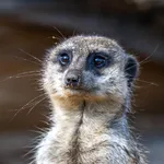 Meerkat